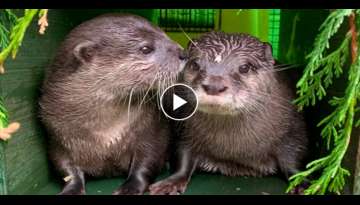 Lonely Otters Who Fell In Love Online After Losing Their Partners Have Moved In Together